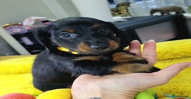 Dachshund dogs KC Miniature Dachshund  - Advert 9