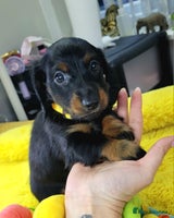 Dachshund dogs KC Miniature Dachshund - Advert 4