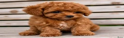 Toy Poodle dogs for sale: Stunning Asian Toy Poodle Puppies – Ready Now 🐾 - Advert 11