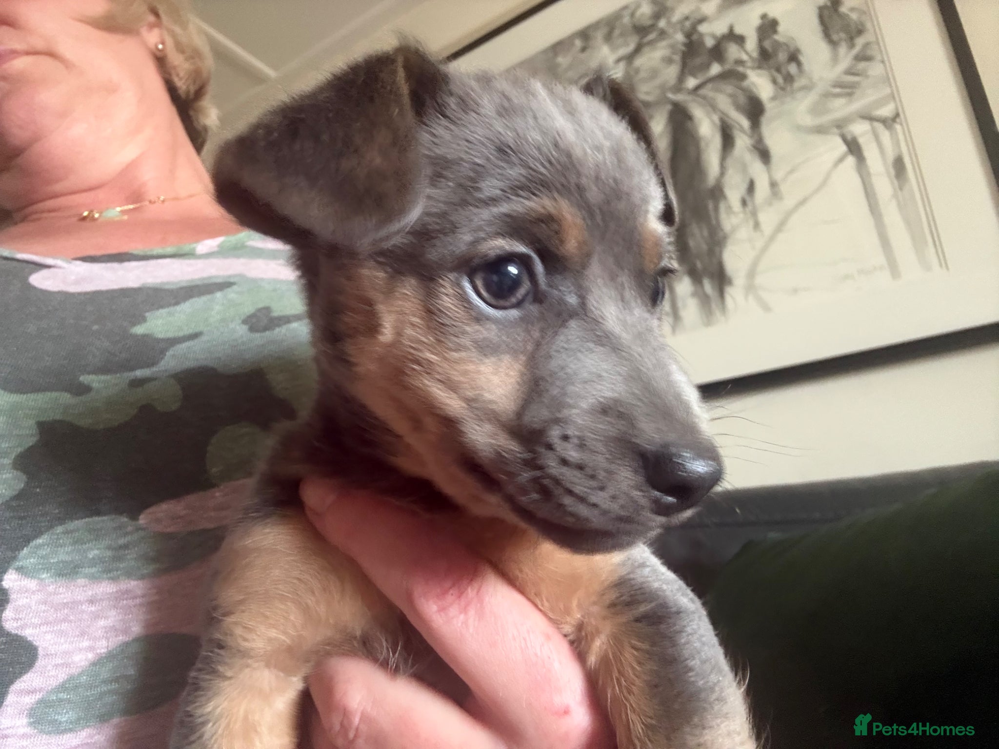 Jack Russell dogs Two female Jack Russells Ready this week! - Advert 2