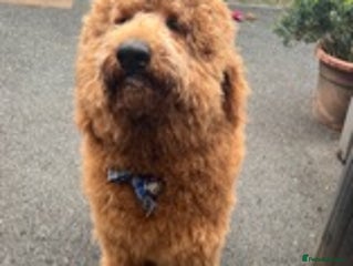 Goldendoodle dogs in Manchester - Advert 1