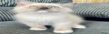 Seal mitted boy