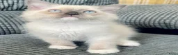 Ragdoll cats for sale: Tica Registered Ragdoll Boys  - Advert 2