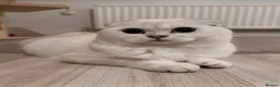 Scottish Fold cats for sale: Gorgeous Scottish fold/ Straight female kittens - Advert 24