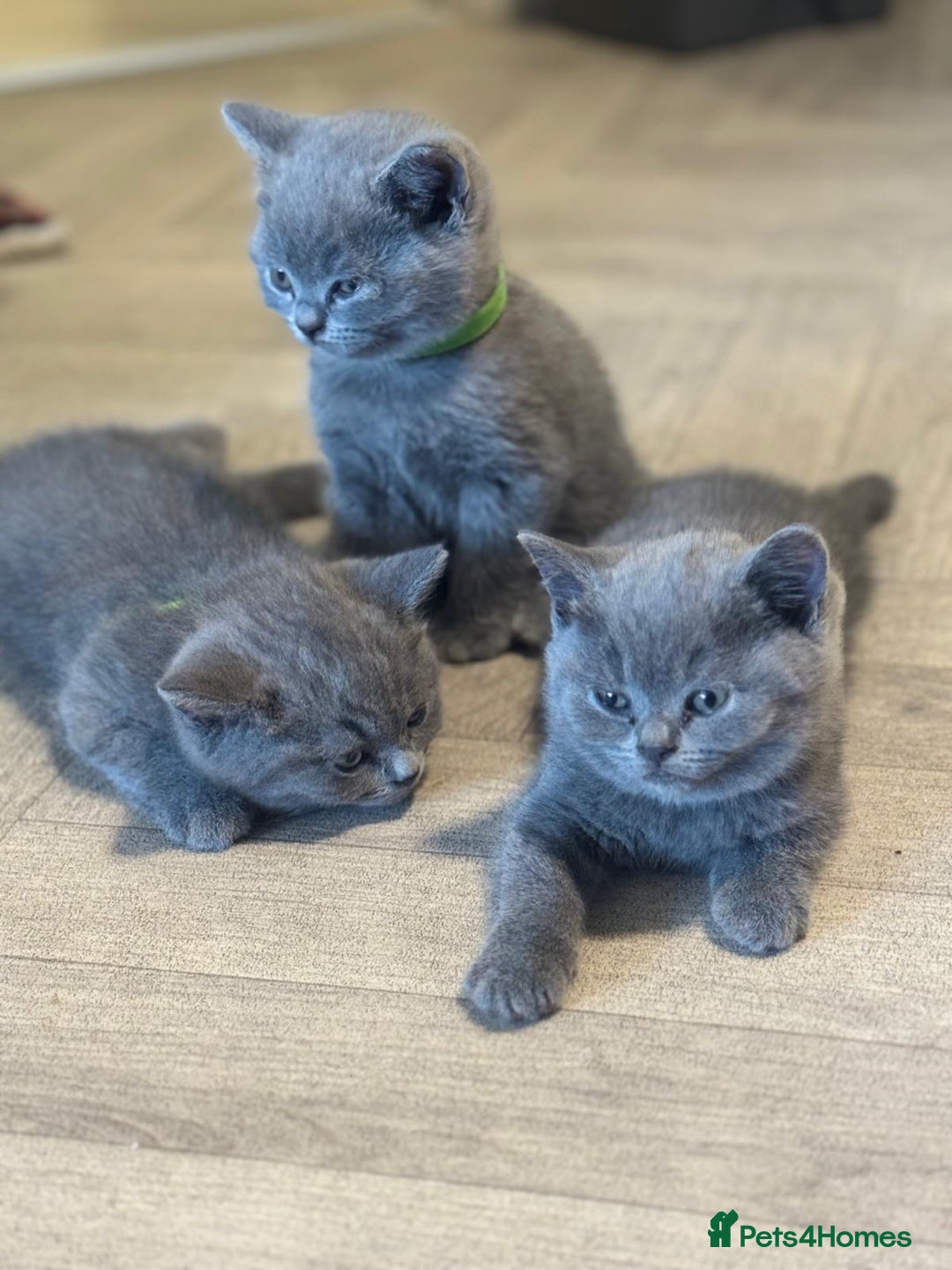 British Shorthair cats for sale: X-4 Gorgeous British-Shorthair Kittens  - Image 3