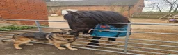 German Shepherd dogs for sale: Stunning german shepherd  - Advert 4