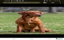 Labrador Retriever dogs for sale:  KC REG LABRADOR PICK OF LITTER AVAILABLE  in Preston - Image 13