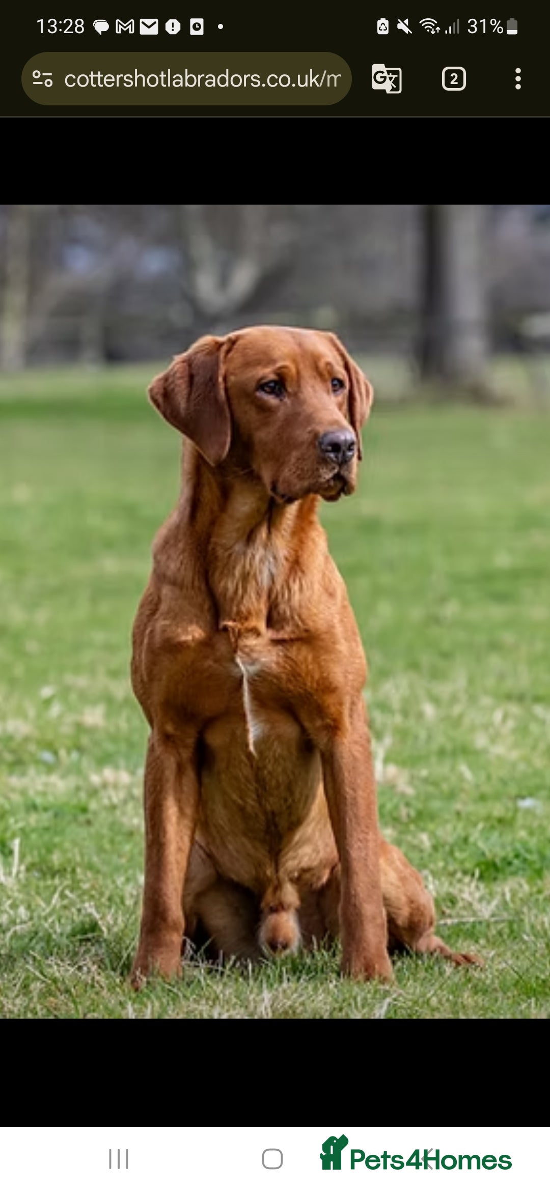 Labrador Retriever dogs for sale:  KC REG LABRADOR PICK OF LITTER AVAILABLE  in Preston - Image 13
