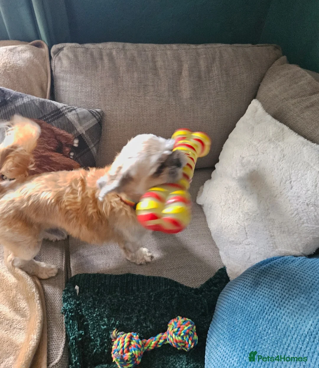 French Bulldog dogs for sale: 2 boys for sale - Advert 5