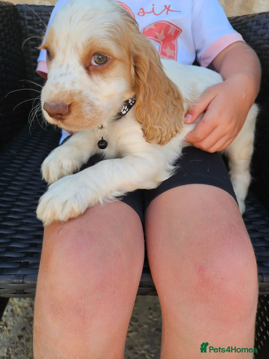 Cocker Spaniel dogs for sale: Cocker spaniel puppys - Advert 2