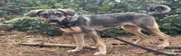 Mixed Breed dogs for adoption: Rolo - Norwich Norfolk  - Advert 12