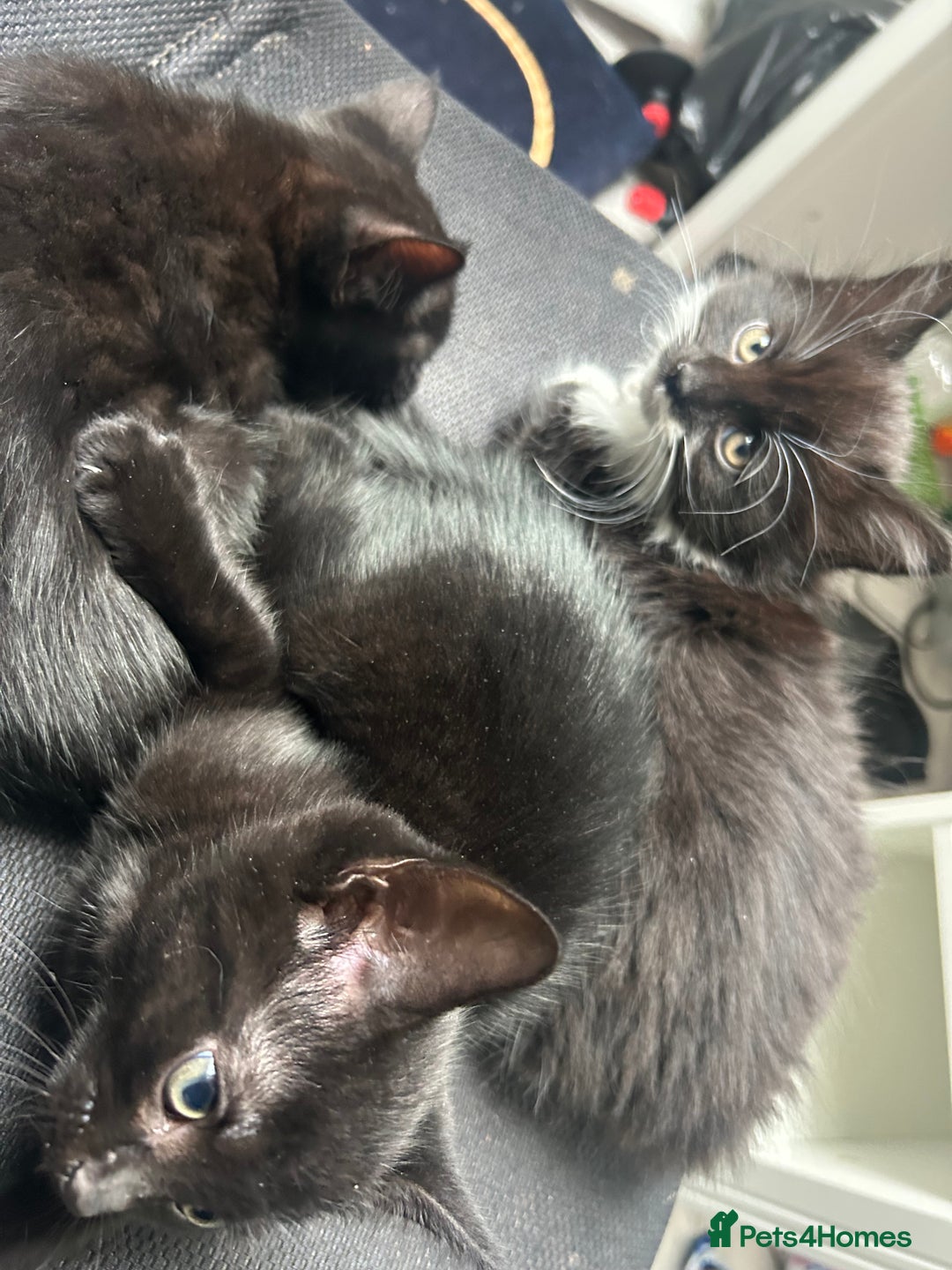 Mixed Breed cats for sale: Rare Bengal-Mix & Ginger Line Kittens  - Advert 13