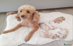 Miniature Poodle dogs for sale: Bred for temperament , health and quality. - Image 2