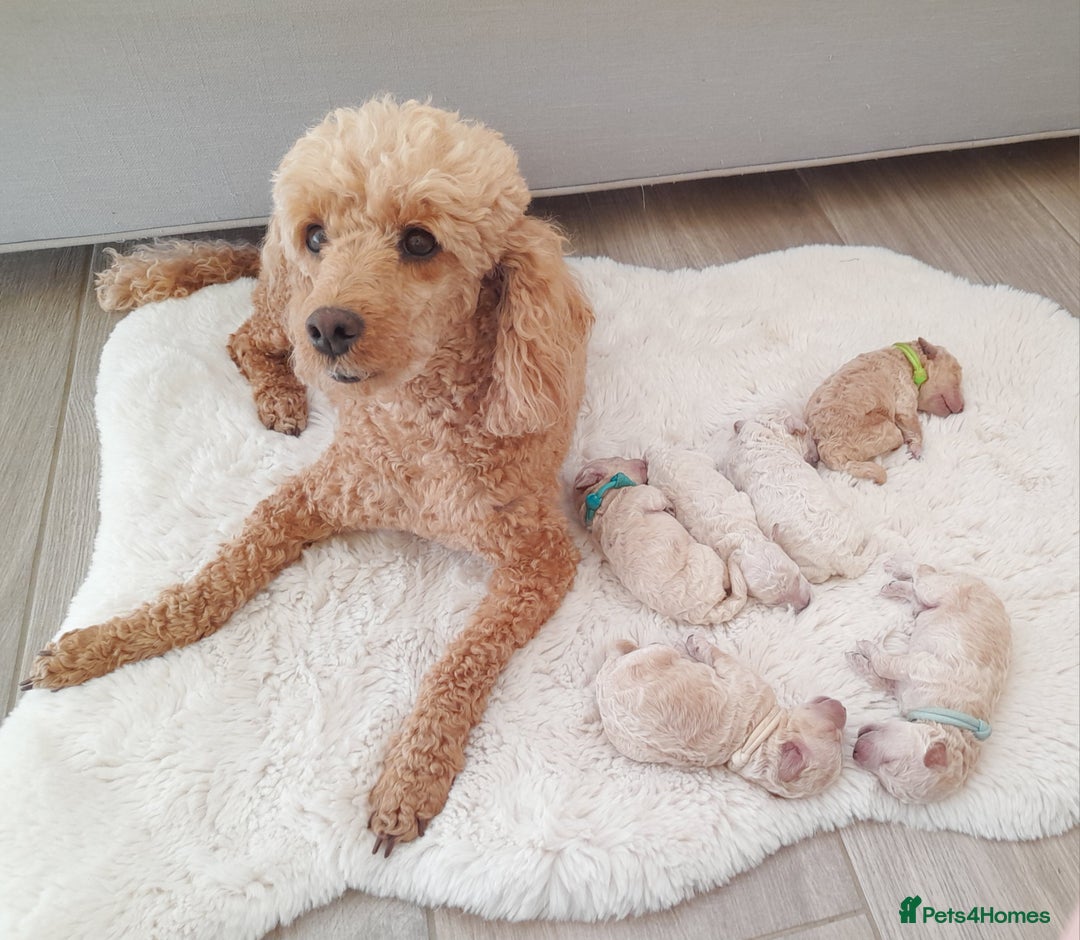 Miniature Poodle dogs for sale: Bred for temperament , health and quality. - Image 2
