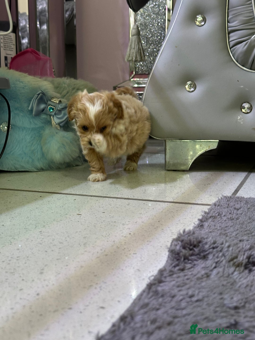 Maltipoo dogs for sale: Outstanding F1 Maltipoo Puppies - Image 16