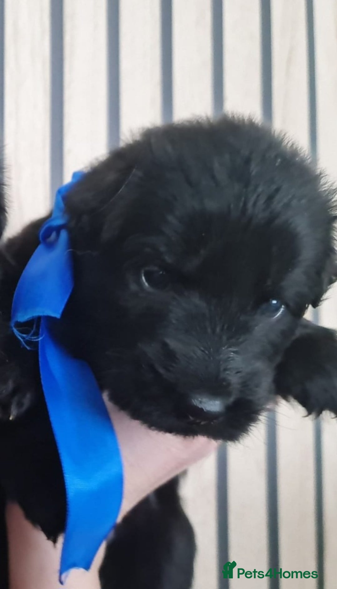 German Shepherd dogs for sale: KC, Top Quality Long Hair GSD Puppies  - Advert 23