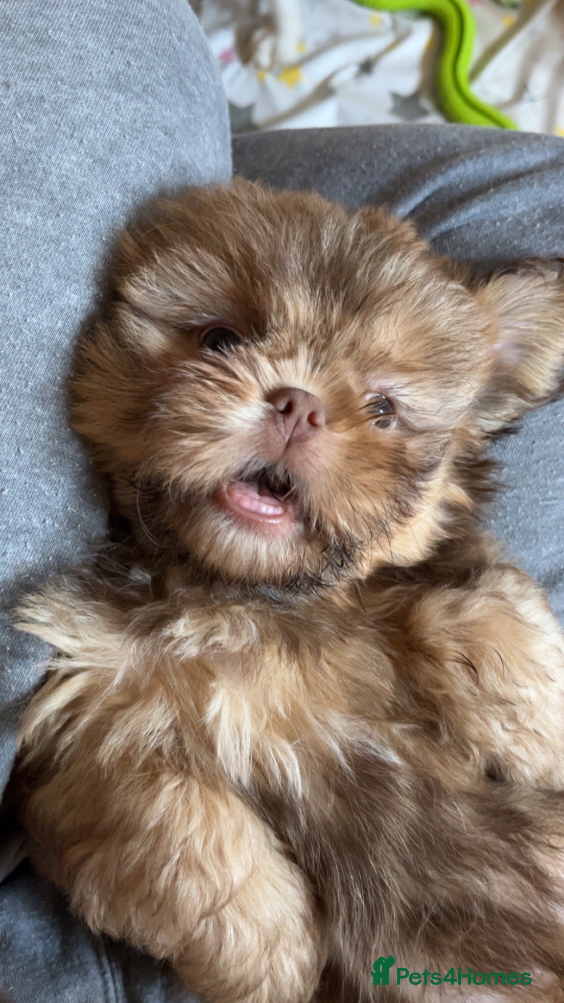 Shih Tzu dogs 3 girls and 2 boys left for sale  - Advert 14