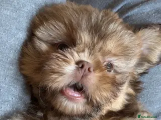Shih Tzu dogs 3 girls and 2 boys left for sale - Advert 1