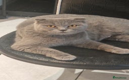 British Shorthair cats for sale: Scottish paddlefish  - Image 6