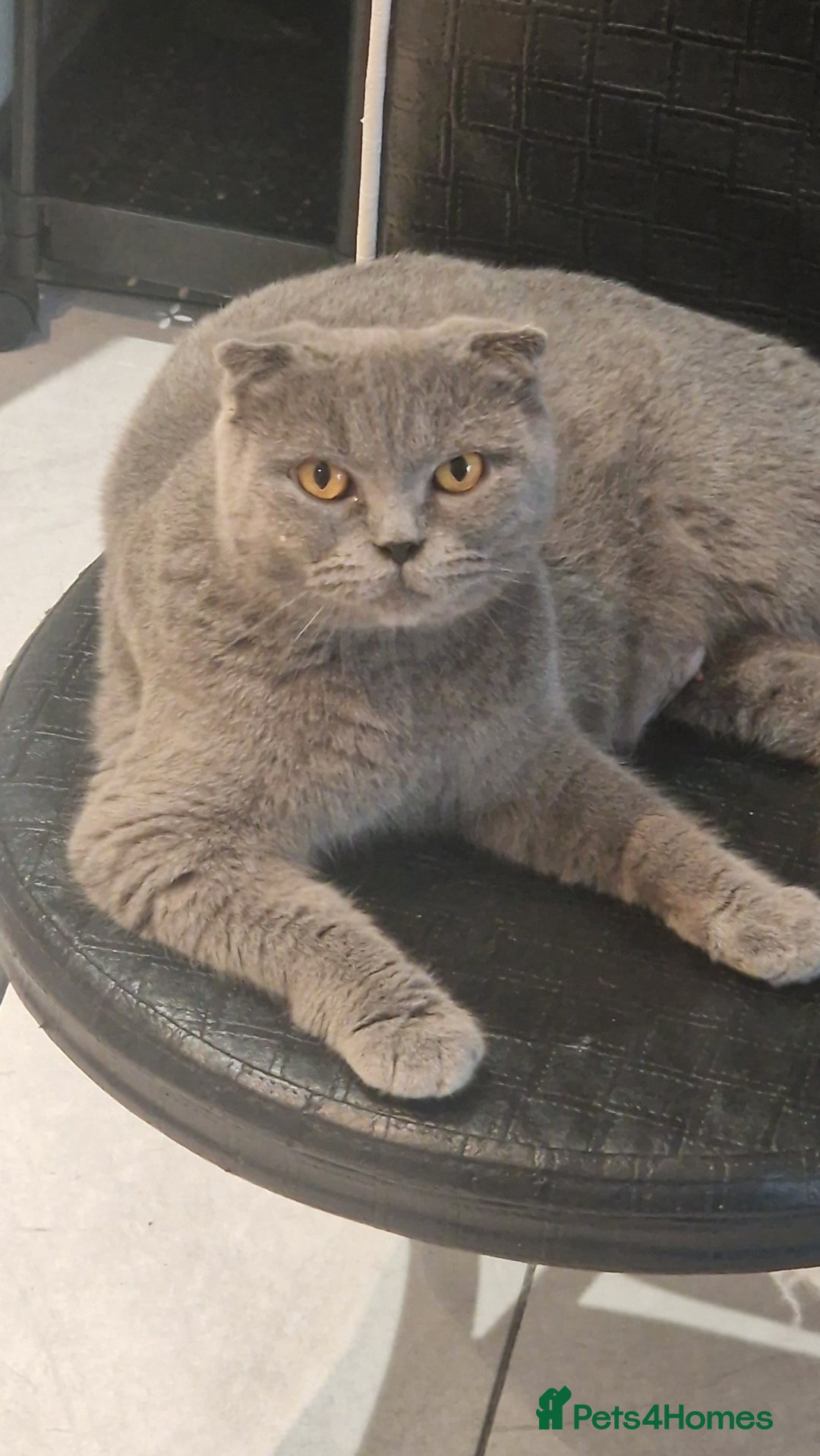 British Shorthair cats for sale: Scottish paddlefish  - Image 6