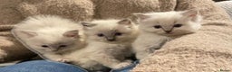 Ragdoll cats for sale: 🏆Ready Now. GCCF Champion Lines Ragdoll kittens - Advert 28