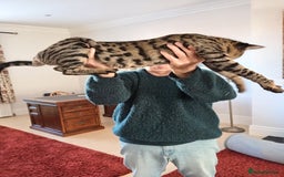 Savannah cats for sale: Large TICA Registered Spotted Savannah Boy Kitten  - Image 19