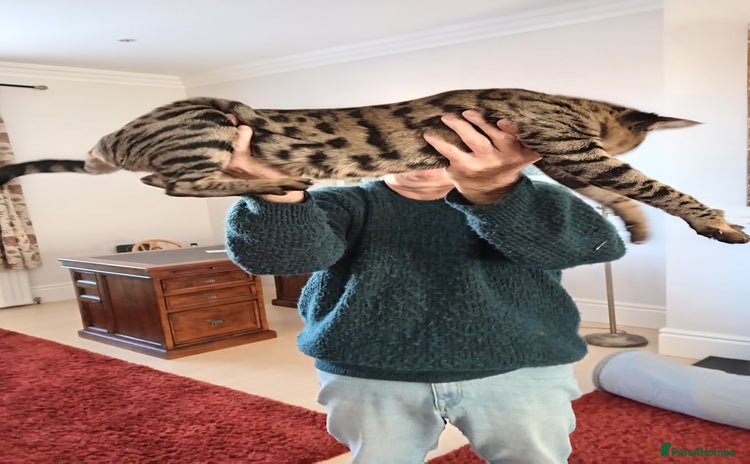 Savannah cats - Advert 3