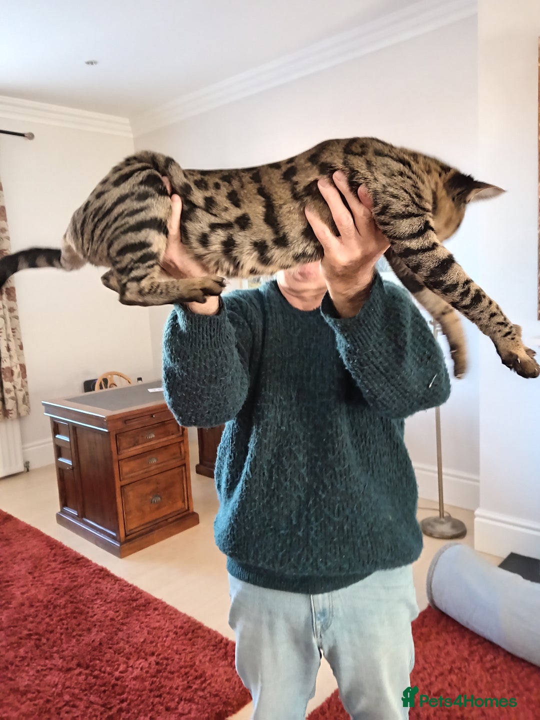 Savannah cats for sale: Large TICA Registered Spotted Savannah Boy Kitten  - Image 19