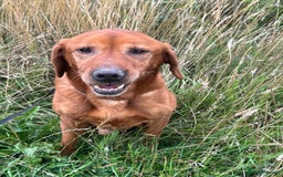 Labrador Retriever dogs for adoption: Red * Labrador Retriever * 240719 - Image 1