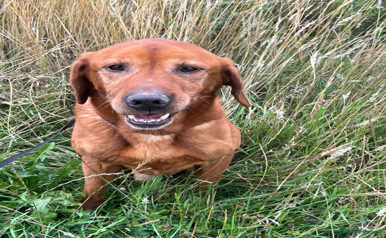 Labrador Retriever dogs - Advert 1