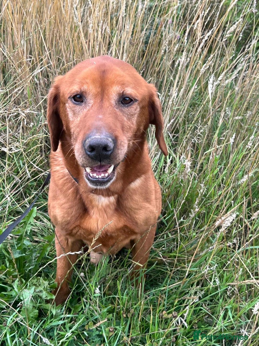 Labrador Retriever dogs for adoption: Red * Labrador Retriever * 240719 - Image 1