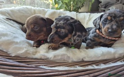 Miniature Dachshund dogs for sale: Stunning Pedigree Miniature Dachshund pups  - Image 7