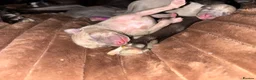 Mixed Breed dogs for sale: Whippet x Italian Greyhound Puppies  - Advert 14