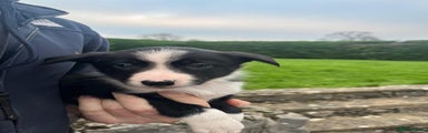 Border Collie Girl 9