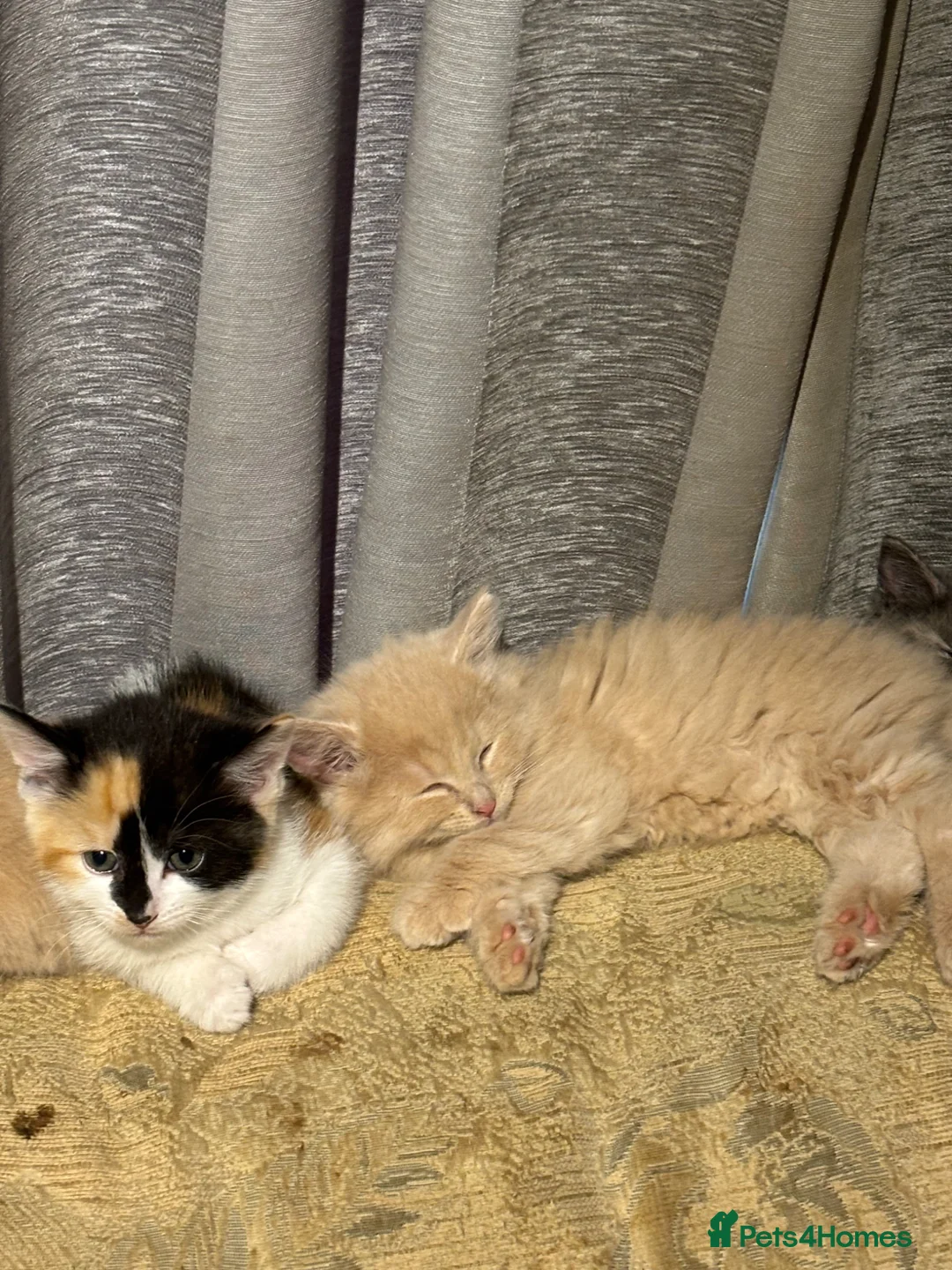 Mixed Breed cats for sale: READY NOW Turkish Angora mixed breed kittens - Advert 11