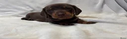 Miniature Dachshund dogs for sale: Pedigree Chocolate & Tan Miniature Dachshunds - Advert 9