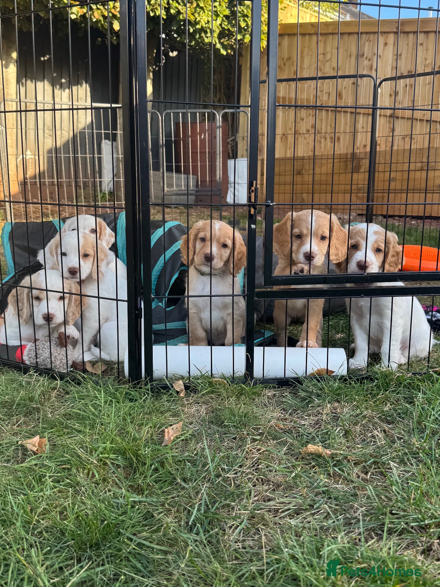 Sprocker dogs Gorgeous Sprocker Spaniel Puppies - Advert 1