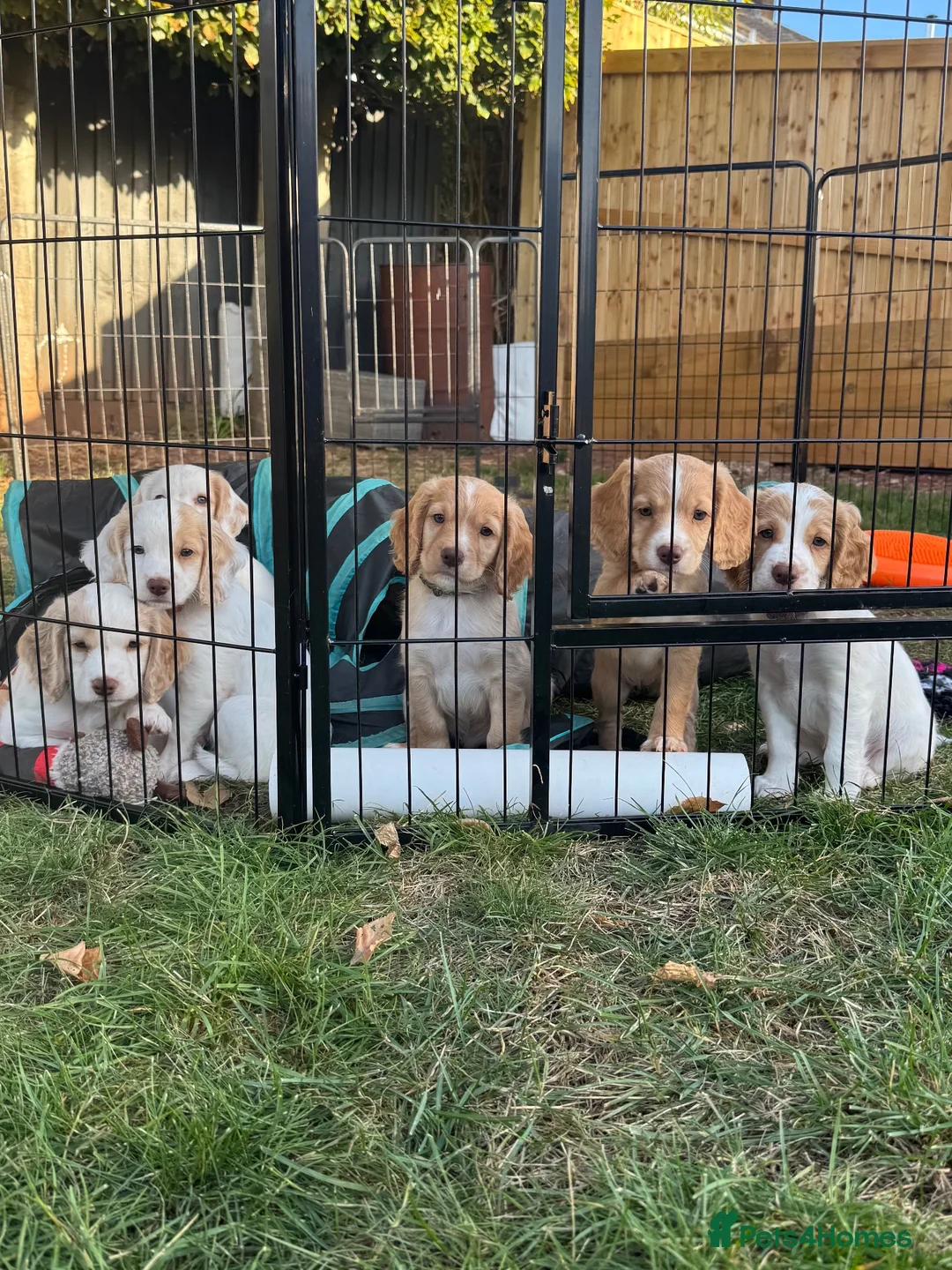 Sprocker dogs for sale: Gorgeous Sprocker Spaniel Puppies - Advert 1