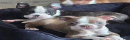 Boston Terrier dogs for sale: Ready now Stunning KC Boston Terrier puppies - Advert 11