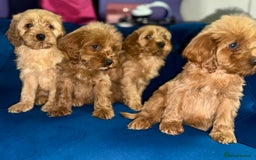 Cavapoo dogs for sale: Ready to go🏡 ONLY girls !  - Image 22