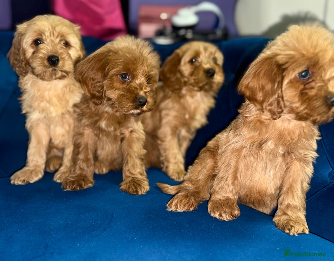 Cavapoo dogs for sale: Ready to go🏡 ONLY girls !  - Image 22