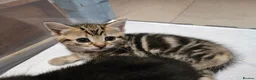 Mixed Breed cats for sale: Baby cats - Advert 4