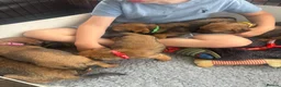 Border Terrier dogs for sale: KC Border Terrier Puppies - Advert 11