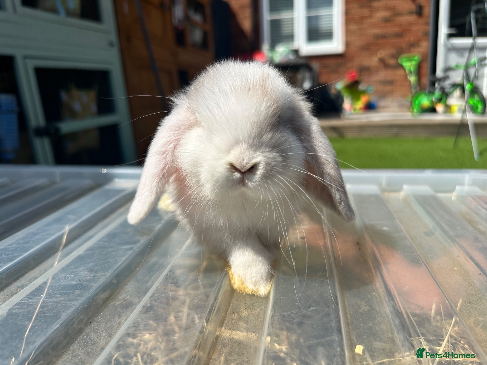 Mini Lop rabbits 🐰 Pure Bred Mini Lop Kits - READY TO LEAVE! 🐰 - Advert 2