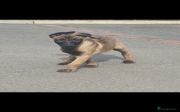 Belgian Shepherd Dog dogs for sale: Belgian Malinois.1girl and 1 boy left.Reduced £ in Peterborough - Image 24