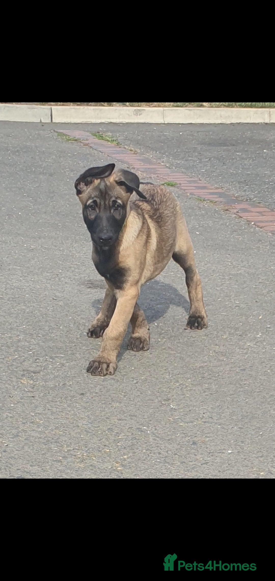 Belgian Shepherd Dog dogs for sale: Belgian Malinois.1girl and 1 boy left.Reduced £ in Peterborough - Image 24