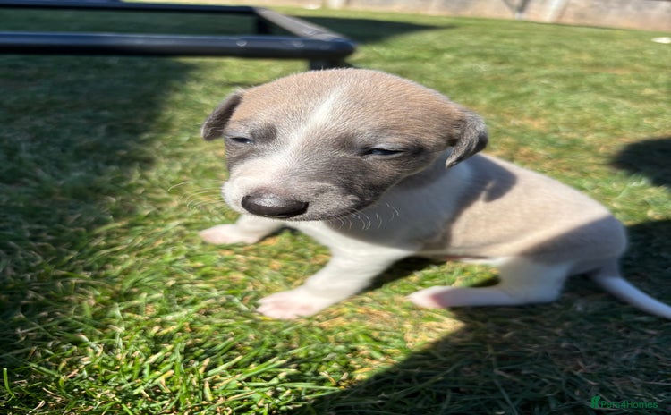 Whippet dogs - Advert 2