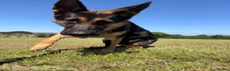 German Shepherd dogs for sale: Luna  in Newcastle upon Tyne - Advert 4
