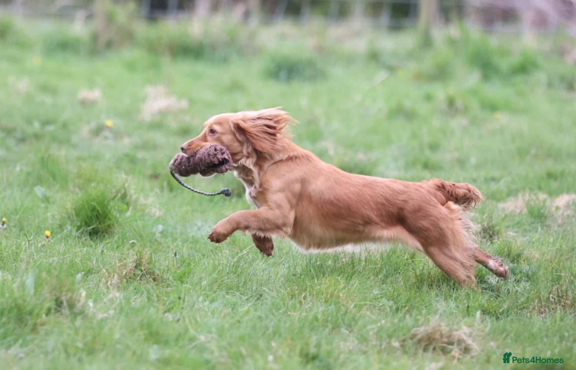 Cocker Spaniel dogs for sale: Working Cocker Pups- Exceptional pedigree  in Sandbach - Advert 4