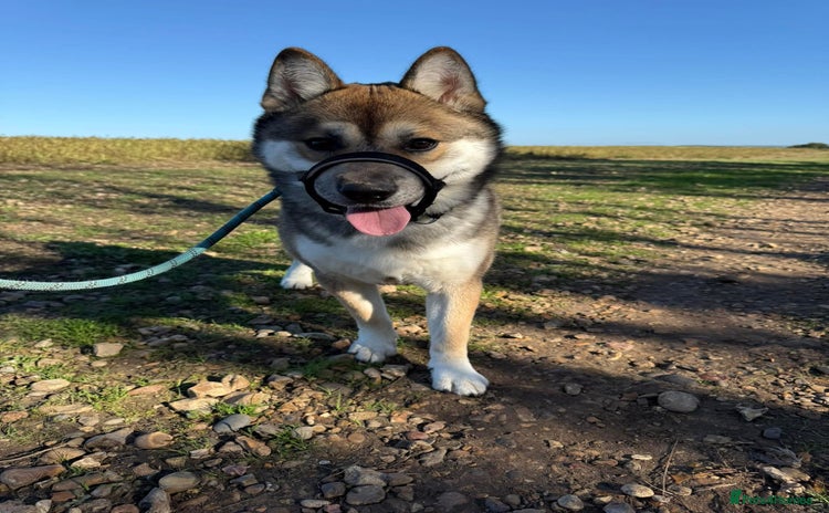 Huskita dogs - Advert 2